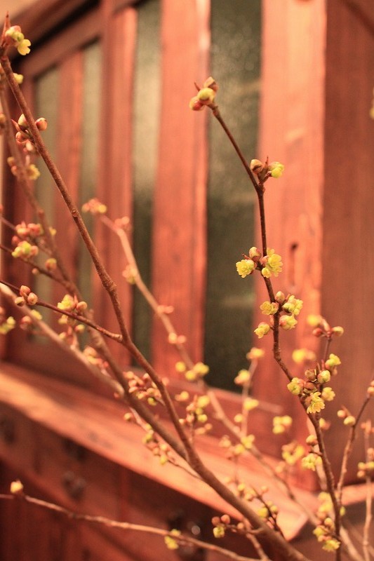 可愛らしい木の芽 | マルカ日記 | マルカ木工