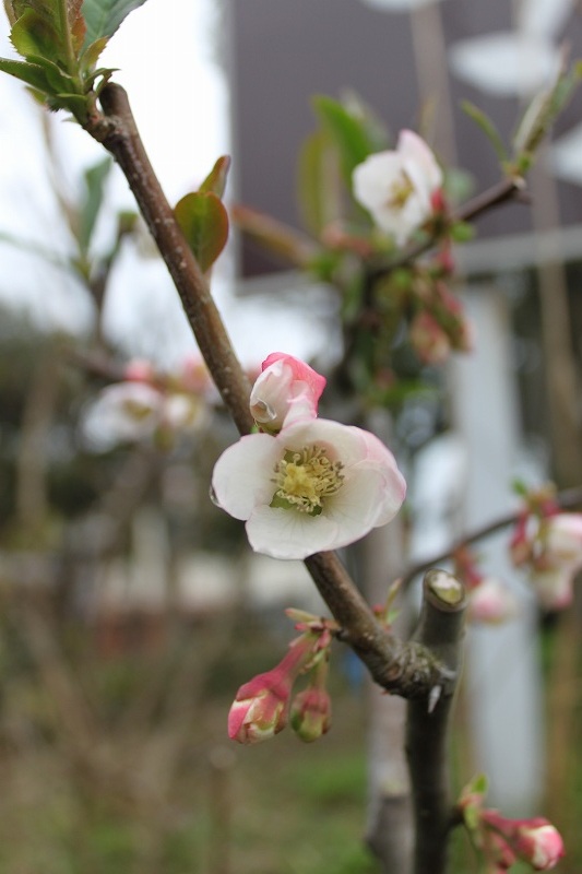 こちらは、ボケの花 | マルカ日記 | マルカ木工