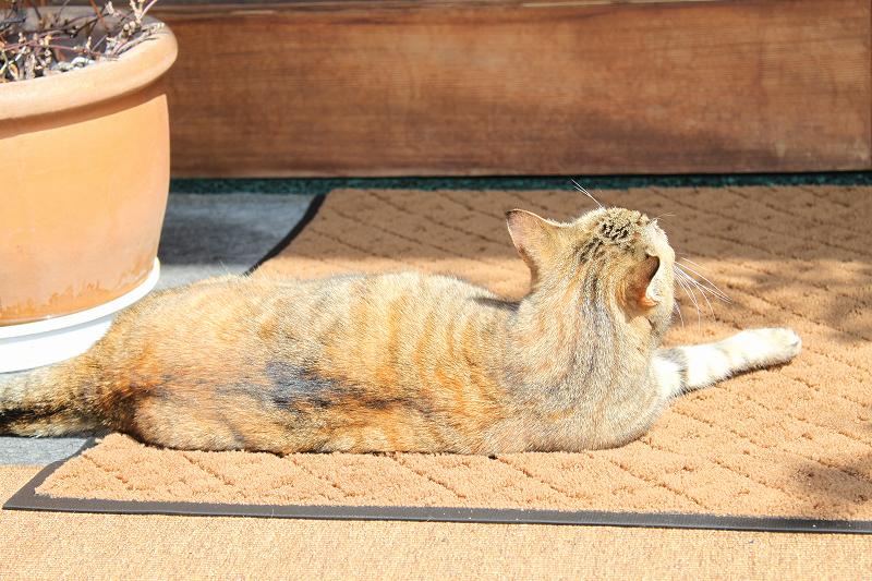 ドア開けてほしいのに… | マルカ日記 | マルカ木工