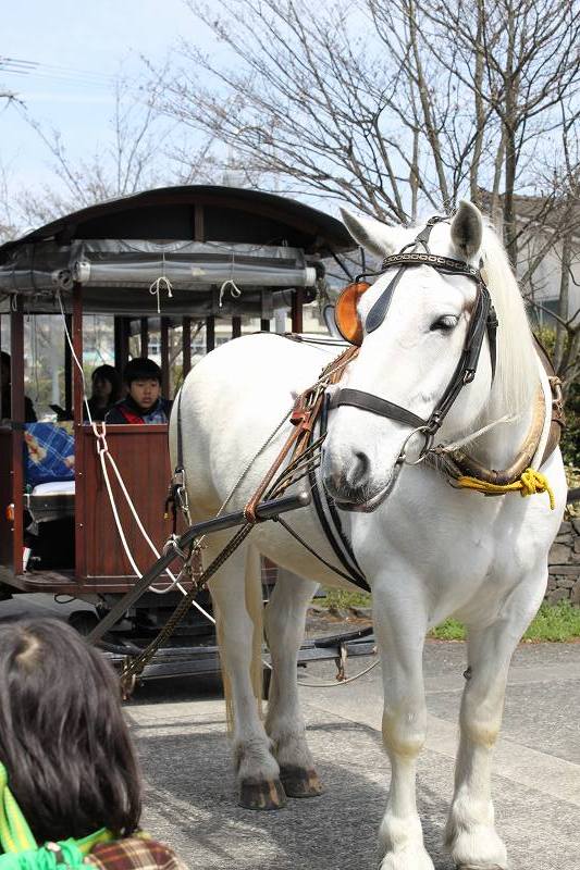 ゆきちゃんの馬車に乗せてもらいました。