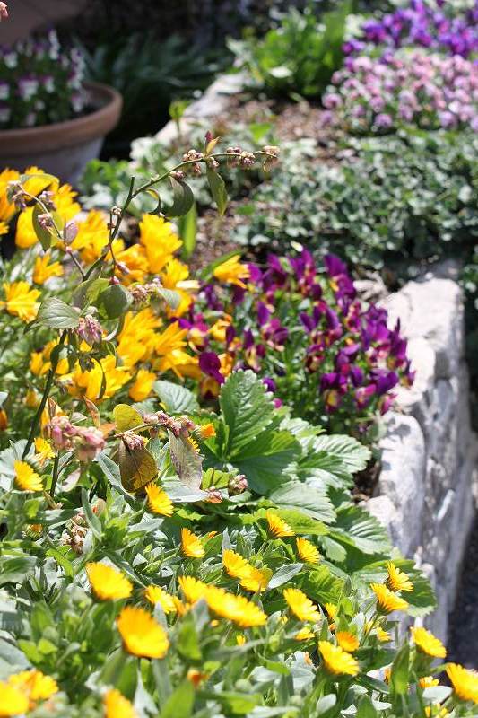 花壇も華やかになりました | マルカ日記 | マルカ木工