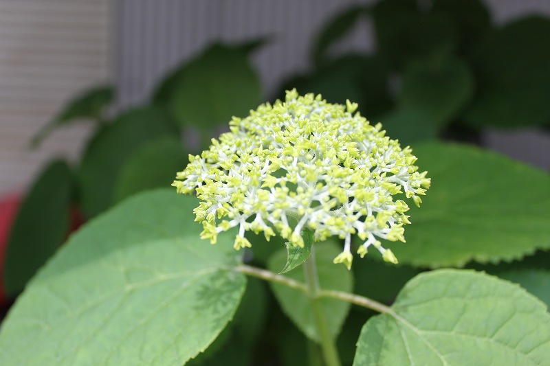 お次の主役は私です | マルカ日記 | マルカ木工