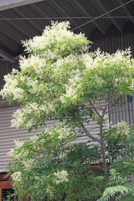 トネリコの花が満開 | マルカ日記 | マルカ木工