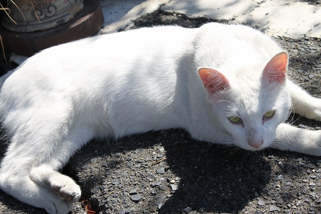 外猫のボス　しろたくん | マルカ日記 | マルカ木工