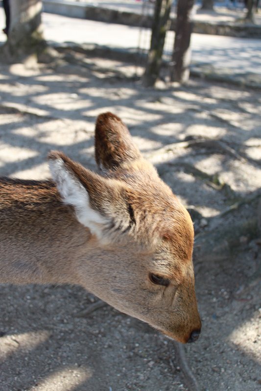 鹿に餌あげちゃいけないんだよね。 | マルカ日記 | マルカ木工