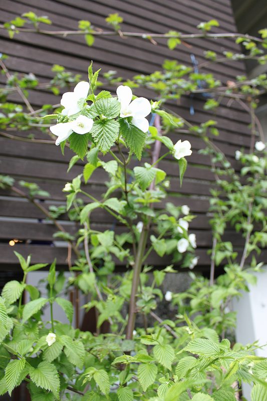 今年もベリーの花 | マルカ日記 | マルカ木工